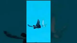 El vuelo UNICO del  jienense. BUCH&Oacute;N JIENENSE. #palomos