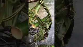 River Rhapsody and Soothing Sounds of Nature