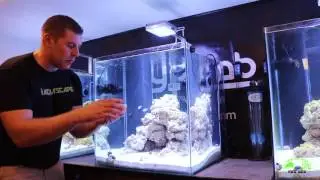 Sand Sifiting Starfish in the Lab tanks