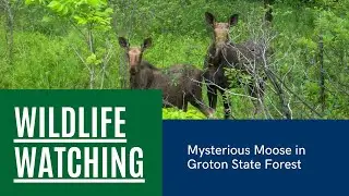 Mysterious Moose in Groton State Forest