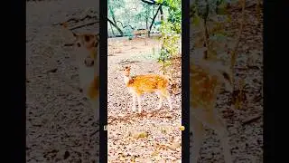 Into the Wild | A Thrilling Wildlife Adventure 🦁🌍|Shorts|#wildlife #adventure #nomadlifexp #foryou