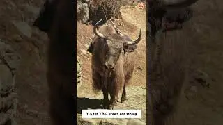 ABC Animals in Colors Song - Part 5: X to Z - #singing & #learning #abcd together
