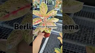 SI RATU DAUN 😍🫶 #witurah #berlinaglaonema #aglaonema #aglaonemaplant #aglaonemaplant