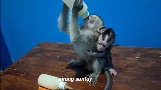 funny and cute baby monkey drinking