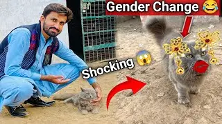 Ye kesay ho Sagta😳😱Hamari Cat Ka Gender Change Hogya 😂