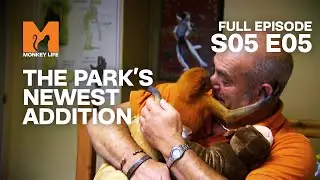 We See Baby Mikado | Season 5 Episode 5 | Full Episode | Monkey Life