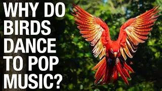 Why Do Birds Dance to Pop Music? [Can they feel the beat?]