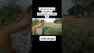 Cobra sa bukid