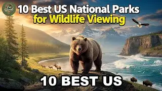 10 Best US National Parks for Wildlife Viewing | Where to See Bears, Bison, Wolves, and More
