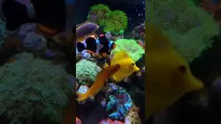 Feeding mysis for clownfish and tangs  #reeftank #eatsleepreef