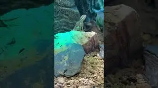 NOVA Eventis , Mega Zoo