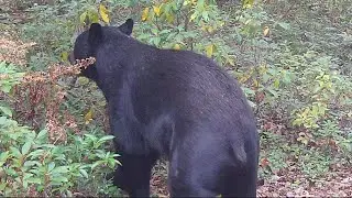 Сезон Muzzeloader In-Line Bear в Пенсильвании 2025 г.
