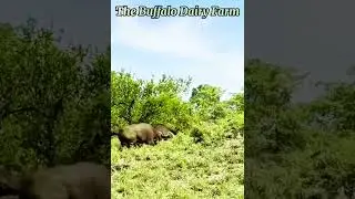 Buffaloes Fight Back! Lion Gets Surprised by Herd's Fierce Attack