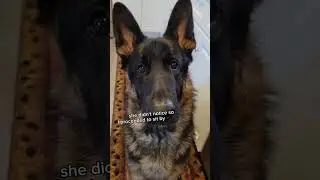 when you gotta go, you gotta go! #germanshepherd #puppy #dog #cute #gsd