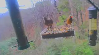 Female Cardinal x Mourning Dove x Mourning Dove