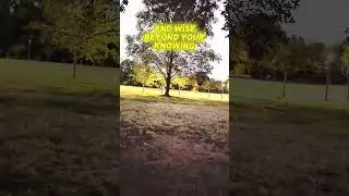 🌳🔮🪄🌳