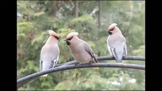 Зимующие птицы в наших садах.