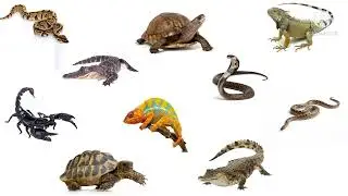Learn Reptiles Names In English|Ten Basic Reptile Names With images|Reptile Names With Spelling|