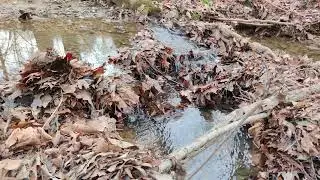 Gentle Forest Stream | Calm and Relaxing Water Sounds - 4K