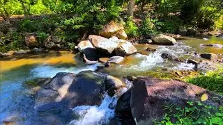 Fall Into Deep Sleep With Gentle Rocky River Sounds Flowing Through a Lush Forest | Planet Walungan