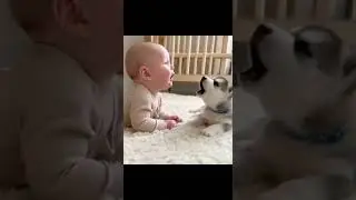 When Curiosity Speaks Husky 🐺😂