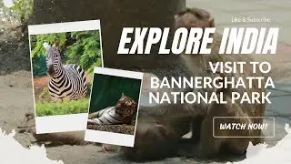 Exploring Bannerghatta National Park in Bangalore: A Wildlife Adventure