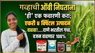 गव्हाची ओंबी निघताना 'ही' एक फवारणी करा; एकरी ४ क्विंटल उत्पादन वाढवा! | Wheat Spraying Management