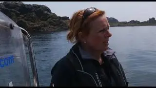 DAUPHINS EN MER IROISE