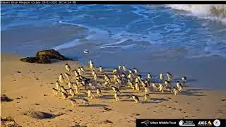 Oamaru Blue Penguin Nest - 28.02.2022. golden beach. Penguins come out of the sea