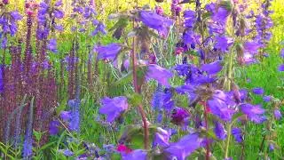 Chintz summer. Beautiful relaxing music that brings peace and tranquility. Music Vadim Mantsev.