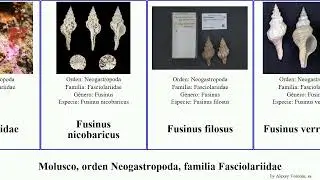 Molusco, orden Neogastropoda, familia Fasciolariidae mollusca glabra pacificus scabra candelabrum