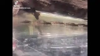Потомство номер сома красной зебры L-397.