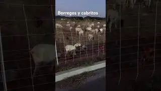Cabras y cabritos#borregos#borreguitas####