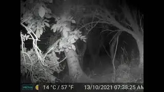 Trail Cam Caithness 22