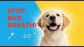 5 Easy Ways to Fix Bad Breath in Dogs