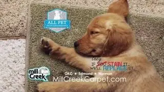 Mill Creek Dog Days (Short)