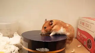 これがファイナルゴンちゃん