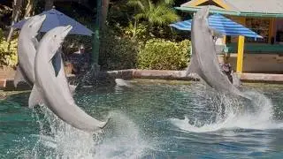 Dolphin Presentation - SeaWorld Orlando's Key West Dolphin Cove - November 12, 2025