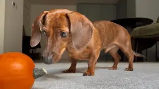 Mini dachshund investigates his mini pumpkin!
