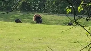 Easter 2025 Turkey Hunt - Tagged out in Tennessee