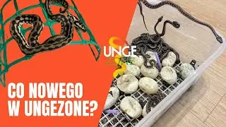 Co ciekawe w UngeZone? Zobaczcie wiele węży!