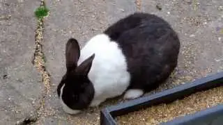 Black and White Rabbit (Dutch Rabbit)