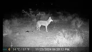 Trail Camera Montage
