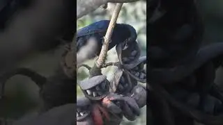 common koel male #viral #viral #youtubeshorts #wildlife