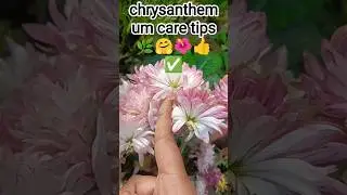guldaudi Plants Growth Tips #guldaudi#flowers #garden #ytshort #shortsfeed#viral #plants #bloom