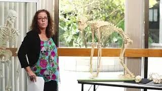 Becoming Human - Comparative Pelvic Anatomy