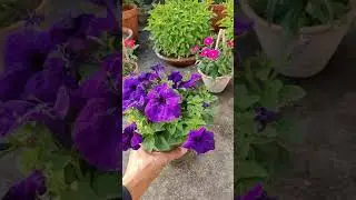Purple Petunia