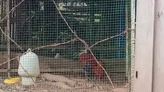 Nyab laj mas tub sab tiag li