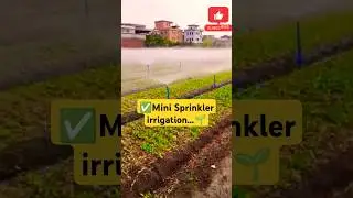 Mini sprinkler irrigation in farm #trending #shorts #viralvideo #shortvideo #farming #trendingshorts