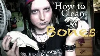 How to Clean Bones